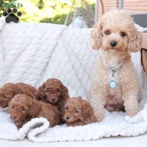 Gloria, Bich-Poo Puppy