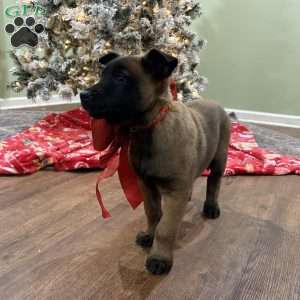 Skittles, Belgian Malinois Puppy