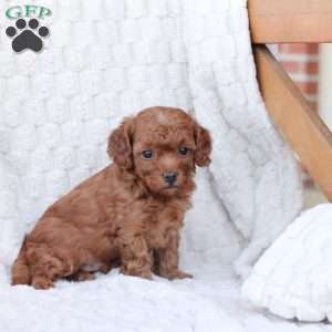 Rudolph, Bich-Poo Puppy