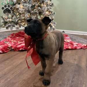 Skittles, Belgian Malinois Puppy