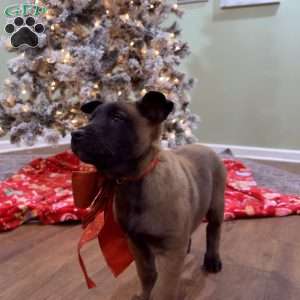 Skittles, Belgian Malinois Puppy