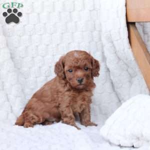 Rudolph, Bich-Poo Puppy