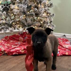 Skittles, Belgian Malinois Puppy