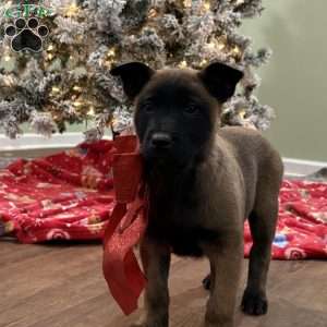 Skittles, Belgian Malinois Puppy