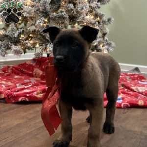Skittles, Belgian Malinois Puppy