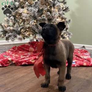 Skittles, Belgian Malinois Puppy