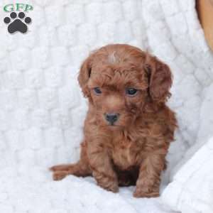 Rudolph, Bich-Poo Puppy