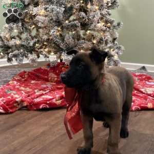 Skittles, Belgian Malinois Puppy