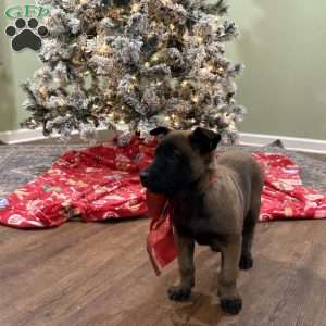 Skittles, Belgian Malinois Puppy