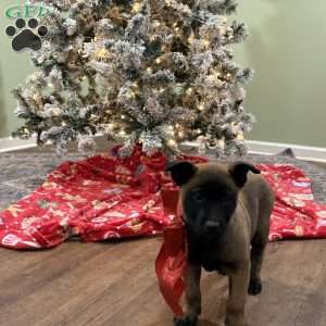 Skittles, Belgian Malinois Puppy
