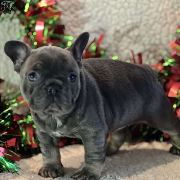 Jill, French Bulldog Puppy