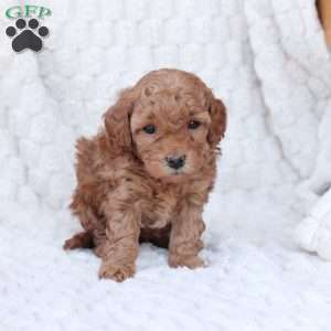 Noel, Bich-Poo Puppy