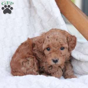 Noel, Bich-Poo Puppy