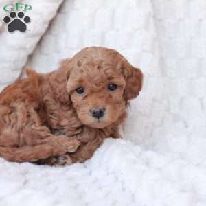 Noel, Bich-Poo Puppy