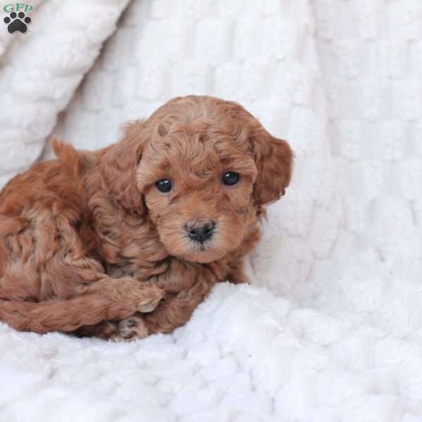 Noel, Bich-Poo Puppy