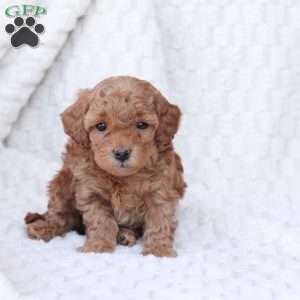 Noel, Bich-Poo Puppy