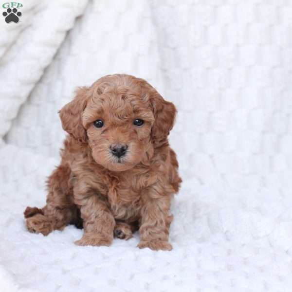 Noel, Bich-Poo Puppy