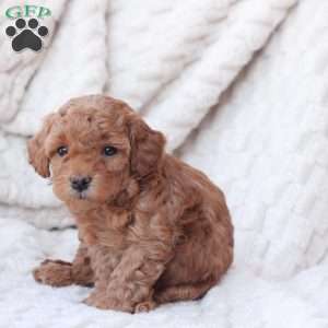 Noel, Bich-Poo Puppy