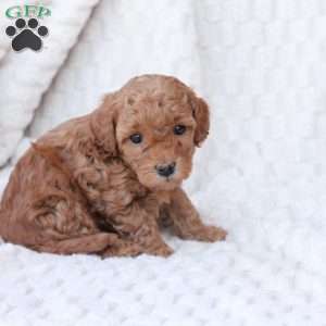 Noel, Bich-Poo Puppy