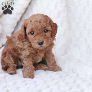 Noel, Bich-Poo Puppy