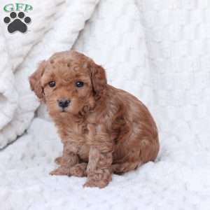 Noel, Bich-Poo Puppy