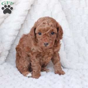 Holly, Bich-Poo Puppy