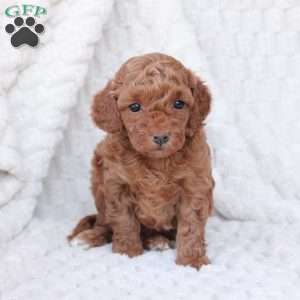 Holly, Bich-Poo Puppy