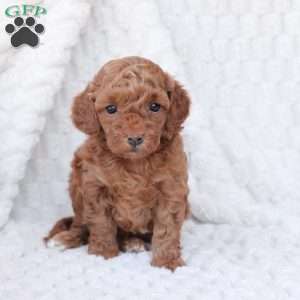 Holly, Bich-Poo Puppy