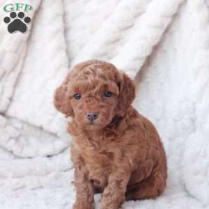 Holly, Bich-Poo Puppy