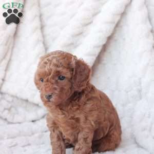 Holly, Bich-Poo Puppy