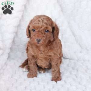 Holly, Bich-Poo Puppy