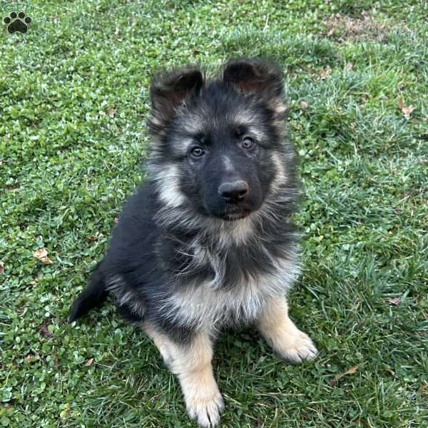 Brianna, German Shepherd Puppy