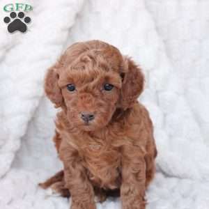 Holly, Bich-Poo Puppy