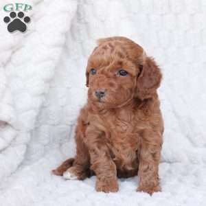 Holly, Bich-Poo Puppy