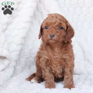 Holly, Bich-Poo Puppy