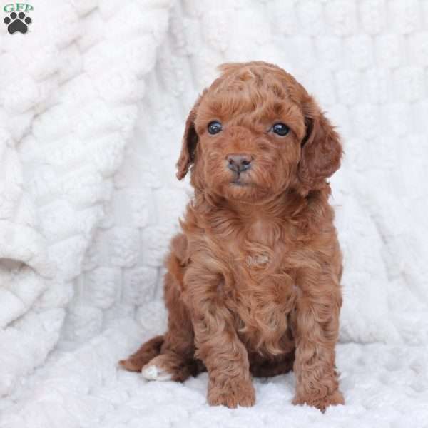 Holly, Bich-Poo Puppy