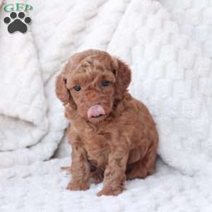 Holly, Bich-Poo Puppy