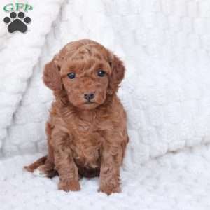 Holly, Bich-Poo Puppy