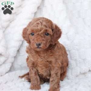 Holly, Bich-Poo Puppy