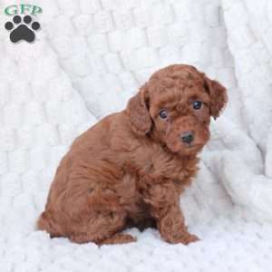 Gloria, Bich-Poo Puppy