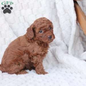 Gloria, Bich-Poo Puppy