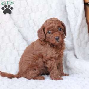 Gloria, Bich-Poo Puppy