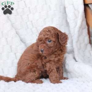 Gloria, Bich-Poo Puppy