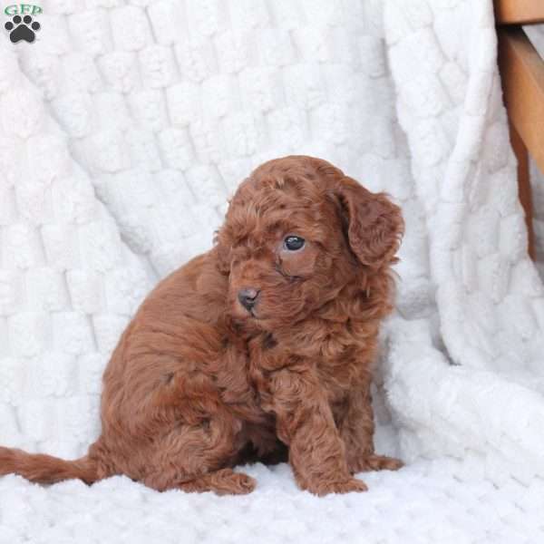 Gloria, Bich-Poo Puppy