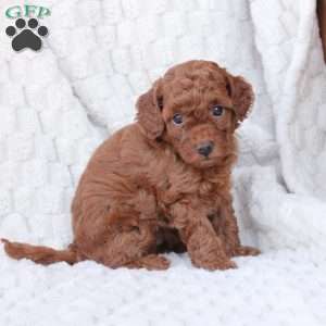 Gloria, Bich-Poo Puppy