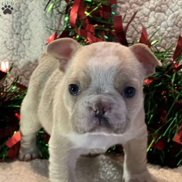 Jim, French Bulldog Puppy
