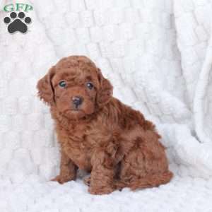 Gloria, Bich-Poo Puppy