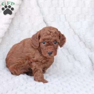 Gloria, Bich-Poo Puppy