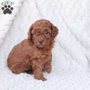 Gloria, Bich-Poo Puppy