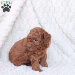 Gloria, Bich-Poo Puppy